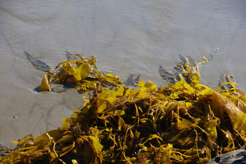 Kelp on the beach after a winter storm