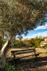 wooden bench near the beautiful  tree for rest in the park