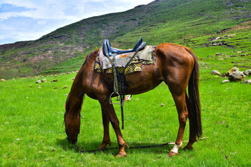 Brown horse grazing after a short break