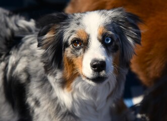 portrait of a dog with mixed eye color