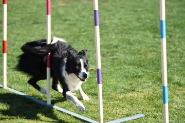 border collie dog on an agility course