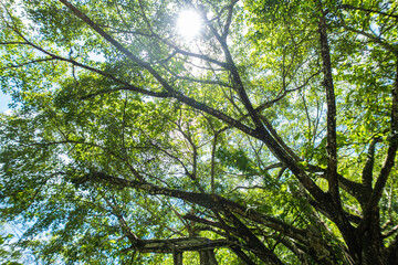 The old big banyan tree with green leaves and sunlight
