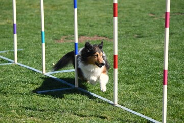 Dog racing through weave poles on an agility course