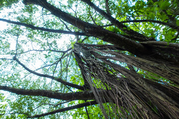 A large green banyan tree with roots hanging down