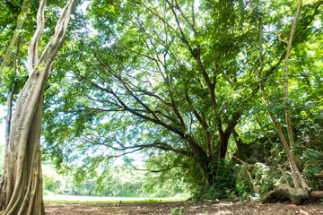 Old banyan tree provides ample shade and a refreshing atmosphere, covering the entire area