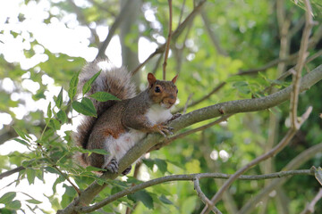 Naklejka na ściany i meble a squirrel on a tree