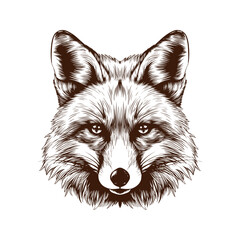 Hand drawn illustration of fox - fox head sketch
