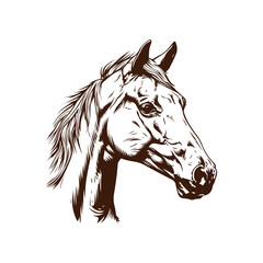 Hand drawn illustration of horse - horse head sketch