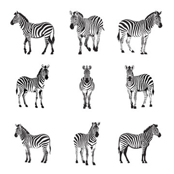 Zebra set isolated on white background, vector illustration