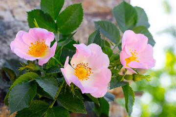 Pink rosehip flowers close-up on a bush