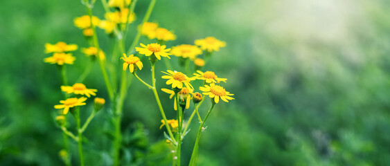 Blooming groundsel, senecio, in the garden on a background of green grass