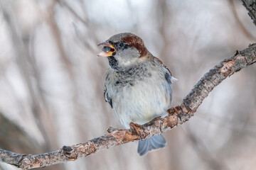 Sparrow sits on a branch without leaves.