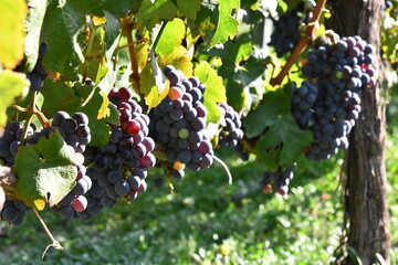 Vine grapes in sunlight | Babylonstoren | Franschhoek | South Africa