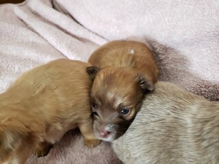 Chihuahua puppy three weeks old cuddle inbetween siblings