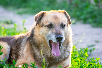 A big brown dog with an open mouth is lying in the garden on the grass