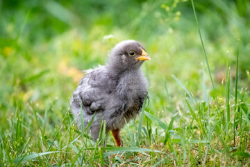 Little gray chicken in the garden among the green grass