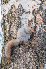 The squirrel with nut sits on tree in the winter or late autumn