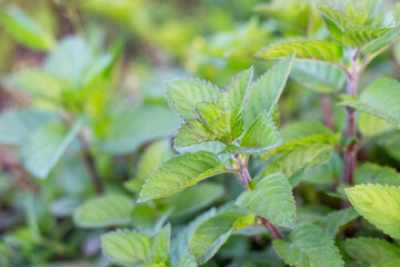 Mint growing in the garden, green mint leaves