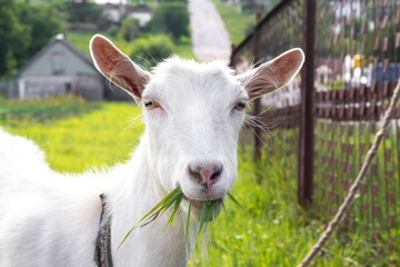 Obraz premium A goat is eating grass in the pasture