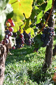 Vine grapes in sunlight | Babylonstoren | Franschhoek | South Africa