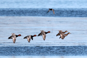 The duck migration of Redheads and Scaups over Presquile Bay