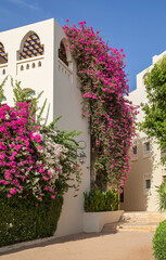 Fototapeta na wymiar region houses with Bougainvillea flowers and sky in Tala Bay, Aqaba, Jordan 