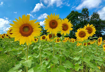 Several Sunflowers Stand out in the Field
