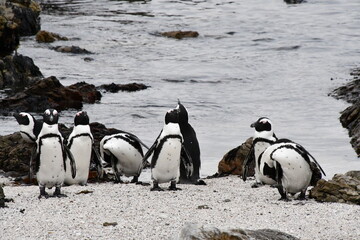 African penguin colony at Betty's Bay | Garden Route | South Africa