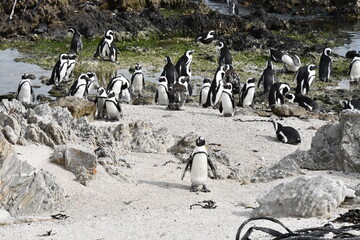 African penguin colony at Betty's Bay | Garden Route | South Africa