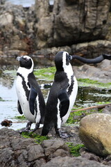 Obraz premium African penguin colony at Betty's Bay | Garden Route | South Africa
