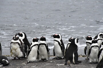 African penguin colony at Betty's Bay | Garden Route | South Africa
