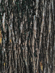 bark of a tree