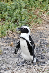 African penguin colony at Betty's Bay | Garden Route | South Africa