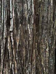 bark of a tree