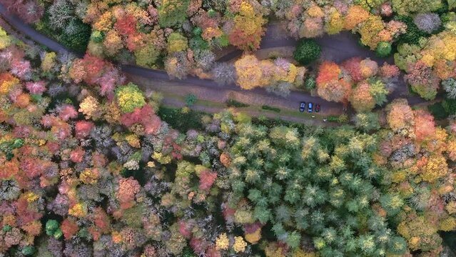 Aerial full frame background of colourful autumn forest canopy by drone