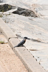 Giant Kingfisher in Kruger National Park | Safari | South Africa