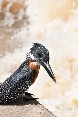 Giant Kingfisher in Kruger National Park | Safari | South Africa