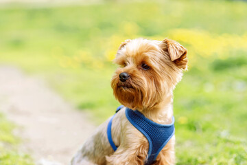 Portrait of a Yorkshire Terrier in blue collar sitting in the park. Photographed close-up with a highly blurred background.