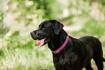 Portrait of black labrador retriever dog breed..