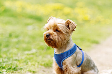 Portrait of a Yorkshire Terrier in blue collar sitting in the park. Photographed close-up with a highly blurred background.