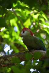 Red-crested turaco | Birds of Eden | South Africa
