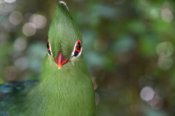 Guinea Turaco / Loerie | Birds of Eden | South Africa