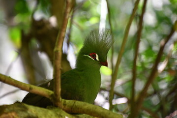 Guinea Turaco / Loerie | Birds of Eden | South Africa