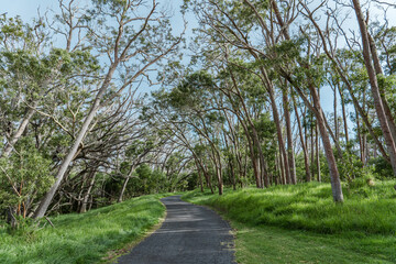 Fototapeta na wymiar Acacia koa, commonly known as koa,[3] is a species of flowering tree in the family Fabaceae. It is endemic to the Hawaiian Islands, Mauna Loa Road，Hawaiʻi Volcanoes National Park.