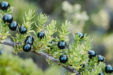 Coprosma ernodeoides, known as black-fruited coprosma in English and kūkaenēnē or ʻaiakanēnē in Hawaiian, Mauna Loa Trail，Hawaiʻi Volcanoes National Park.