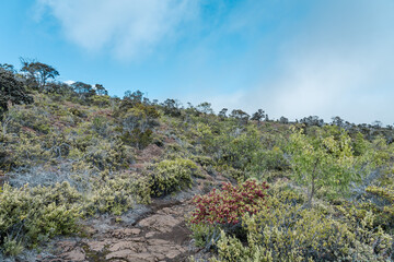 Native plants of hawaii. Mauna Loa Trail，Hawaiʻi Volcanoes National Park. 