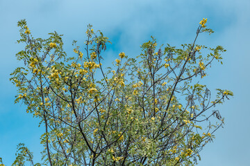 Sophora chrysophylla, known as māmane in Hawaiian, is a species of flowering plant in the pea and bean family, Fabaceae, that is endemic to Hawaii. Mauna Loa Trail，Hawaiʻi Volcanoes National Park. 