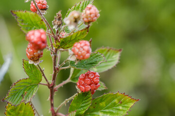 Rubus argutus is a North American species of prickly bramble in the rose family. sawtooth blackberry or tall blackberry after its high growth. Mauna Loa Road，Hawaiʻi Volcanoes National Park. 