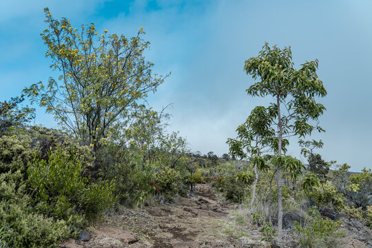Sophora chrysophylla, known as māmane in Hawaiian, and Acacia koa, commonly known as koa. Mauna Loa Trail，Hawaiʻi Volcanoes National Park. 
