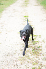 Un chien de race labrador noir